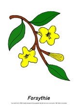 Frühlingsblüher-Tafelkarten-Forsythie.pdf